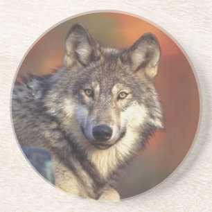 Dessous de verre de loup gris
