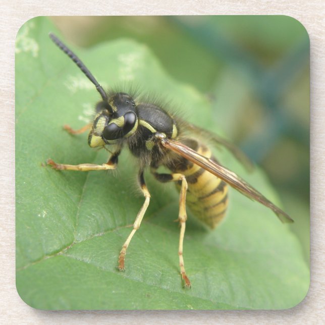 Dessous de verre de macros Hoverfly (Devant)