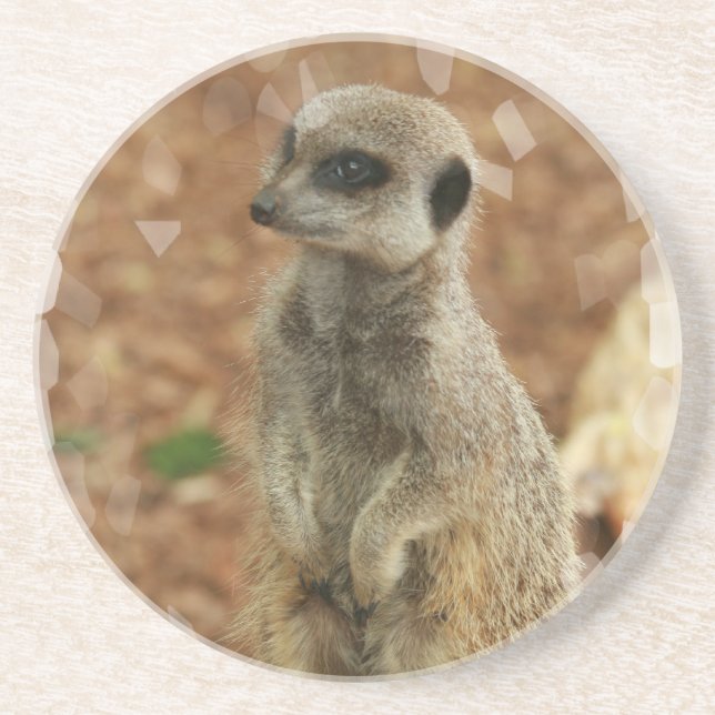 Dessous de verre de Meerkat de bébé (Devant)