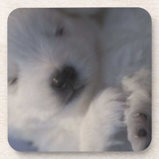 Dessous de verre de sommeil de chiot de Spitz (Devant)