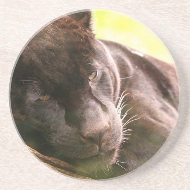 Dessous de verre de sommeil de panthère noire (Devant)