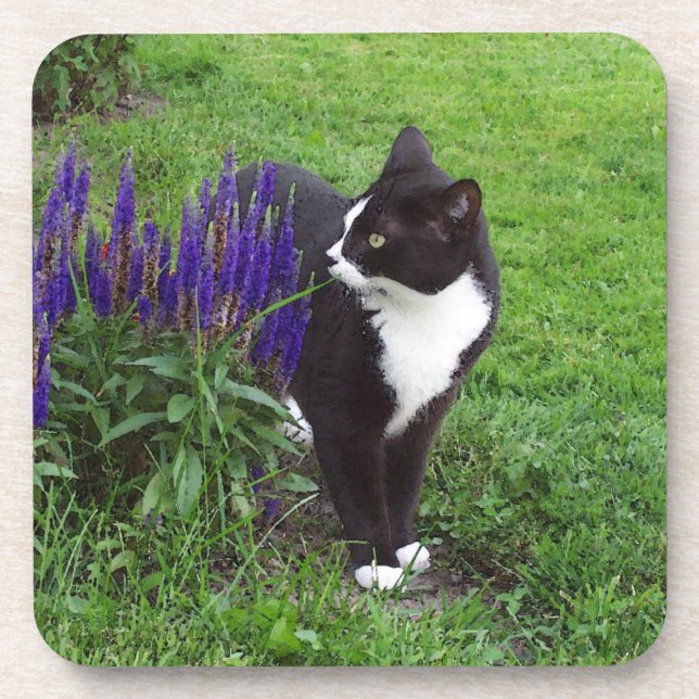 Dessous de verre de Tuxedo (Devant)