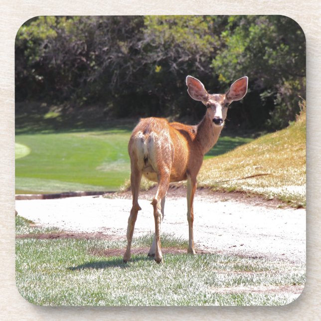 Dessous-de-verre deer looking at the camera nature (Devant)