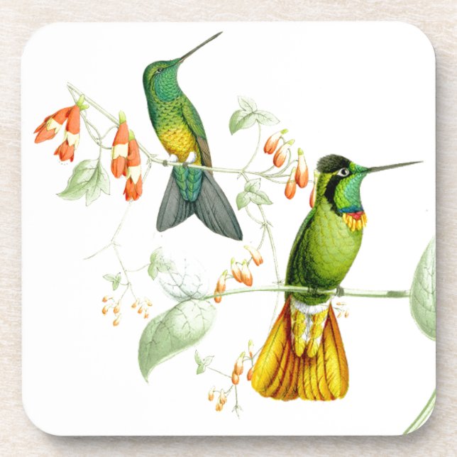 Dessous de verre des colibris de Goulds (Devant)