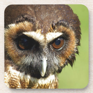 Dessous-de-verre Destin animal d'harmonie d'arbre de parc naturel d