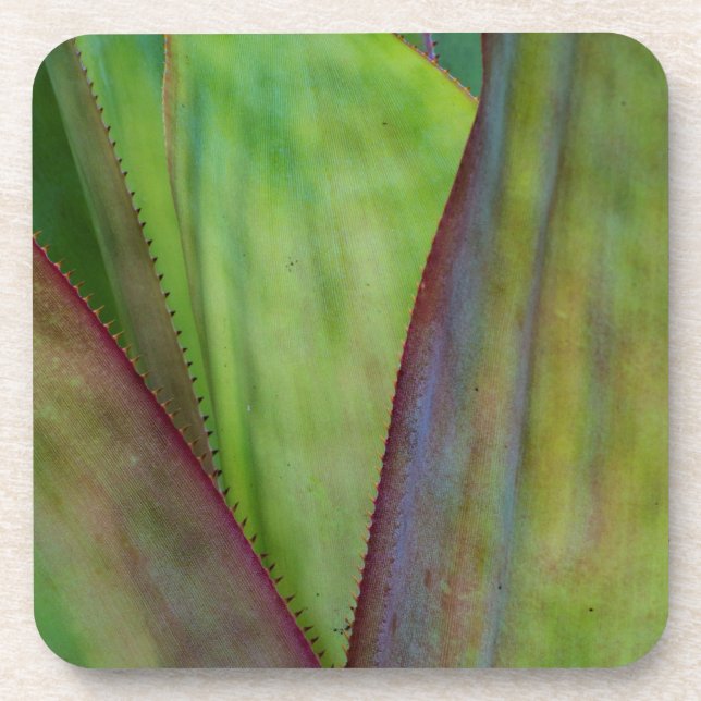 Dessous-de-verre Détail de la plante d'Agave (Devant)