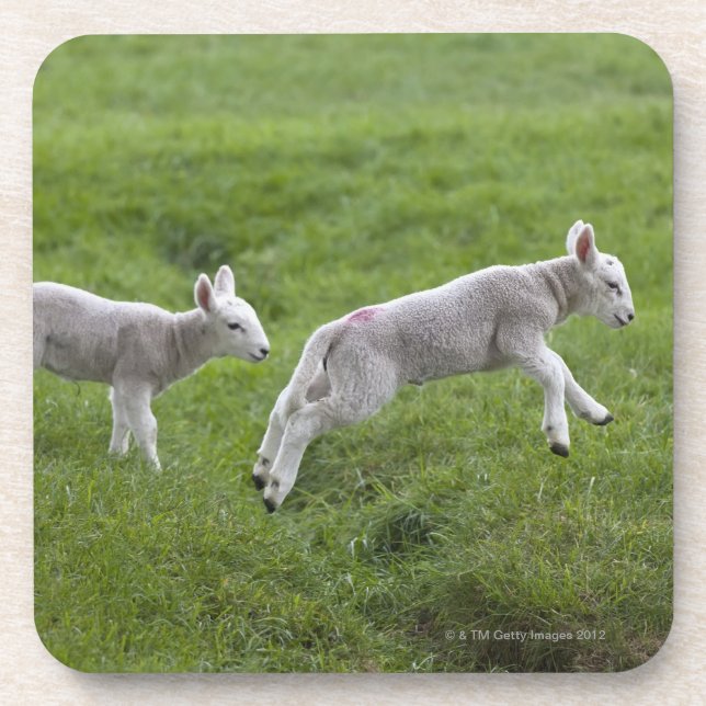 Dessous-de-verre Deux agneaux (Devant)