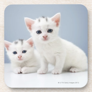 Dessous-de-verre Deux chatons blancs très jeunes regardent fixemen