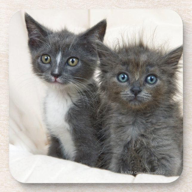 Dessous-de-verre Deux chatons tigrés (Devant)