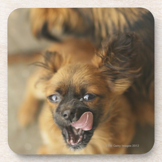 Dessous-de-verre Deux chiens de Pekingese (Devant)