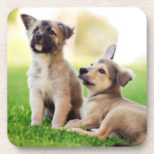 Dessous-de-verre Deux chiots bergers allemands