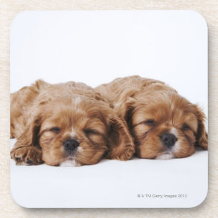 Dessous-de-verre Deux chiots cavaliers d'épagneul du Roi Charles