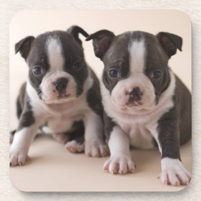 Dessous-de-verre Deux chiots de Boston Terrier (Devant)