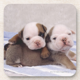 Dessous-de-verre Deux chiots de bouledogue sur la serviette
