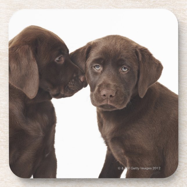 Dessous-de-verre Deux chiots de labrador retriever de chocolat (Devant)