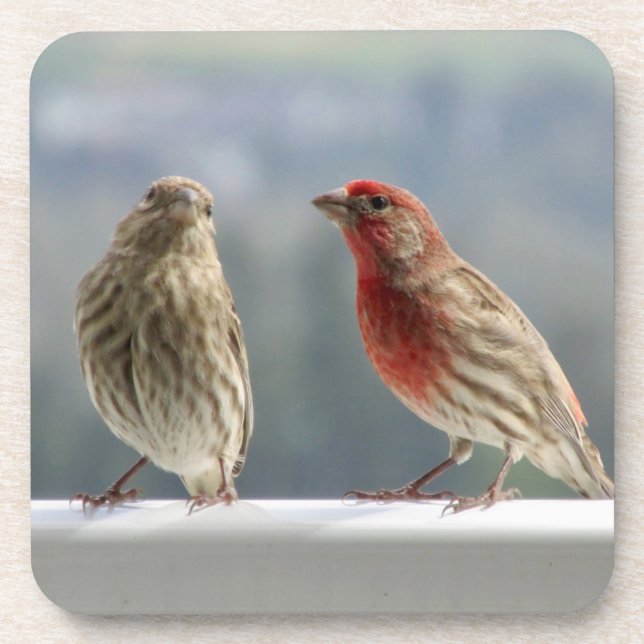Dessous-de-verre Deux Finches Flirtent. (Devant)