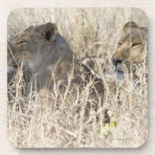Dessous-de-verre Deux lions cachés dans l'herbe sèche,