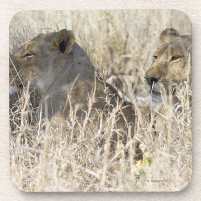Dessous-de-verre Deux lions cachés dans l'herbe sèche, (Devant)