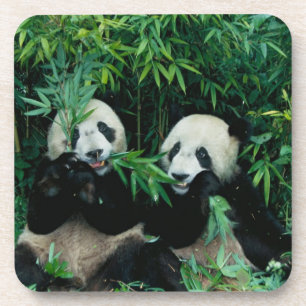 Dessous-de-verre Deux pandas mangeant du bambou ensemble, Wolong