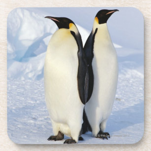 Dessous-de-verre Deux pingouins d'empereur en Antarctique