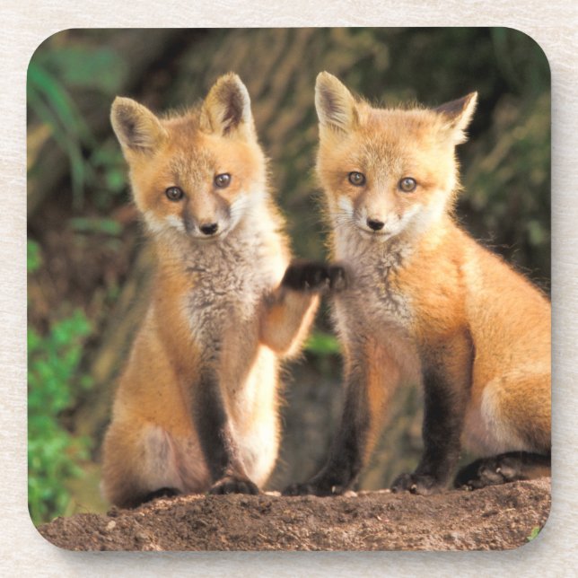 Dessous-de-verre Deux renardeaux rouges devant leur tanière (Devant)