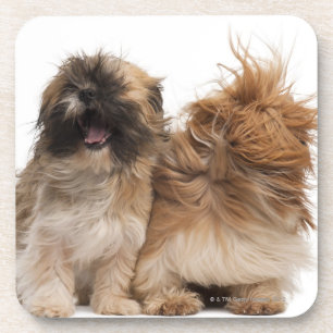 Dessous-de-verre Deux Shih-Tzus dans le vent
