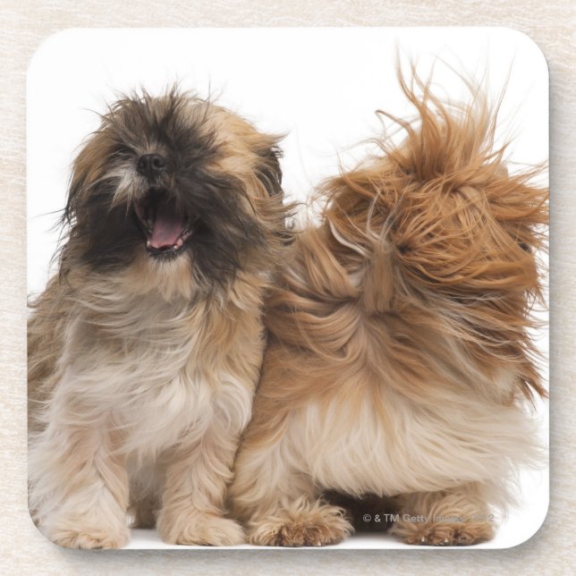 Dessous-de-verre Deux Shih-Tzus dans le vent (Devant)
