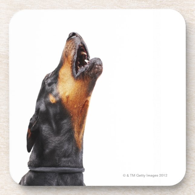 Dessous-de-verre Dobermann hurlant (Devant)