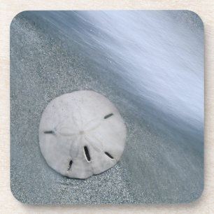 Dessous-de-verre Dollar de sable sur la plage   Île de Sanibel, Flo