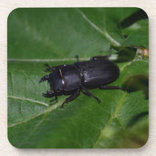 Dessous-de-verre Dorcus parallelipipedus, le moindre dendroctone du