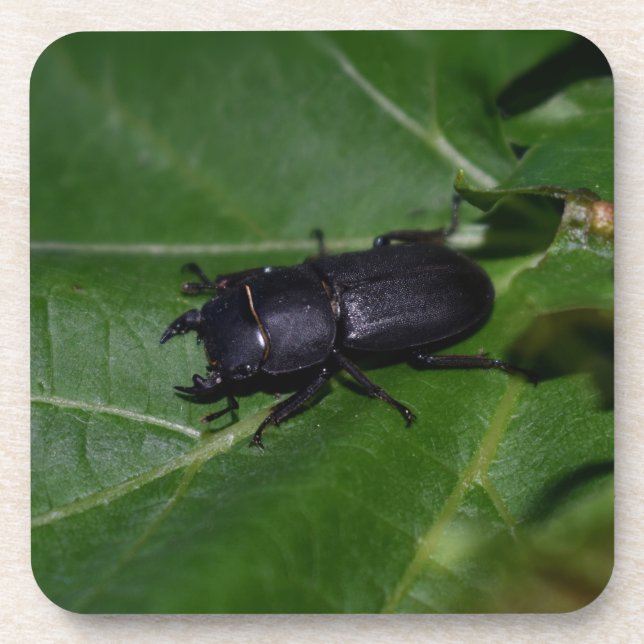 Dessous-de-verre Dorcus parallelipipedus, le moindre dendroctone du (Devant)