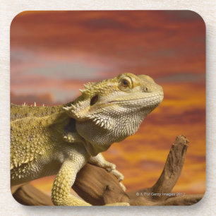 Dessous-de-verre Dragon barbu (Pogona Vitticeps) sur la branche,