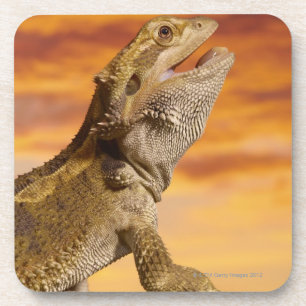 Dessous-de-verre Dragon barbu (Pogona Vitticeps) sur la roche,