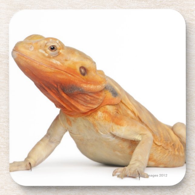 Dessous-de-verre Dragon barbu scaleless de SilkBacks - Pogona (Devant)