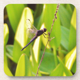 Dessous-de-verre Dragonfly Blue et noir sur l'herbe.