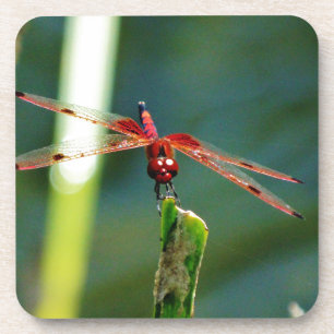 Dessous-de-verre Dragonfly frontale rouge et noire