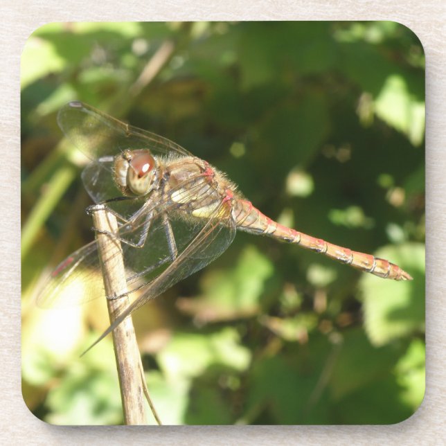 Dessous-de-verre Dragonfly on a Twig Cork Coasters (Devant)