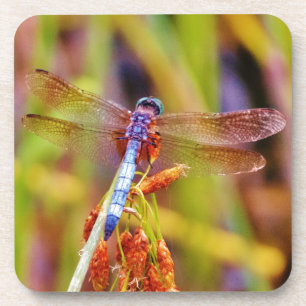 Dessous-de-verre Dragonfly turquoise sur le carex