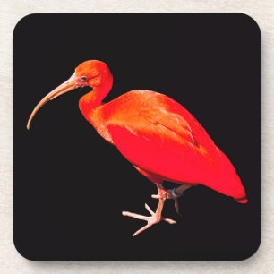 Dessous-de-verre Écarlate IBIS