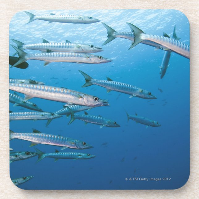 Dessous-de-verre École de barracuda de blackfin (qenie de (Devant)