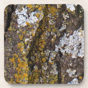 Dessous-de-verre Écorce Arbre Avec Lichens