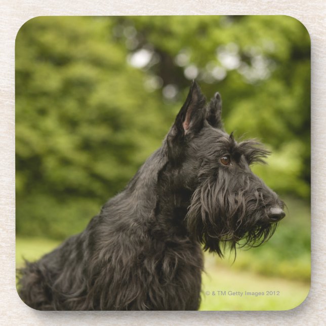 Dessous-de-verre Écossais Terrier (Devant)