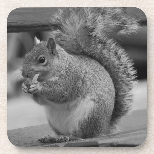 Dessous-de-verre Écureuil (Devant)