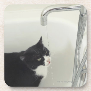Dessous-de-verre Égoutture d'eau potable de chat d'un robinet