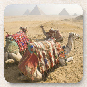 Dessous-de-verre Égypte, Le Caire. Chameaux au repos