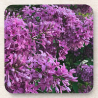 Élégante floraison de magenta violet profond fleur