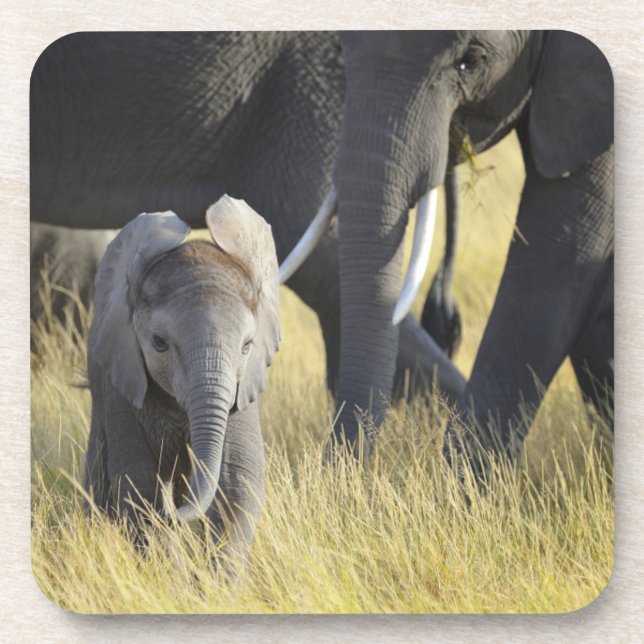Dessous-de-verre Éléphant de bébé (Devant)