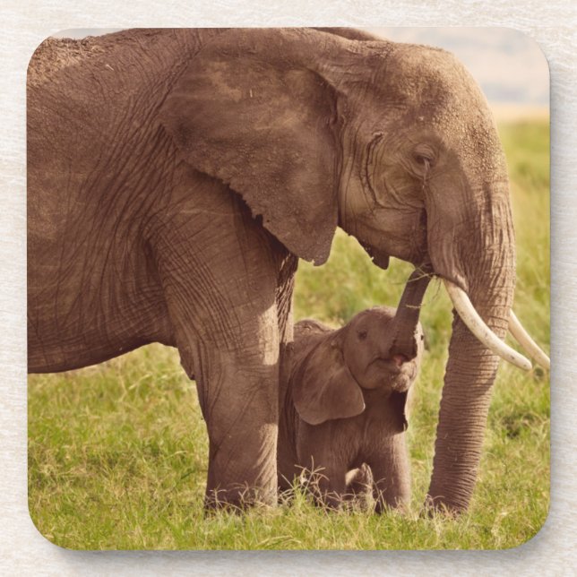 Dessous-de-verre Éléphant et bébé des images | de Getty (Devant)