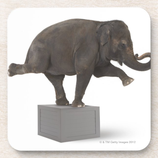 Dessous-de-verre Éléphant exécutant le tour sur la boîte (Devant)