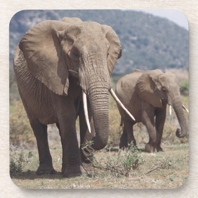 Dessous-de-verre Éléphant mère marchant avec un éléphant jeune (Devant)